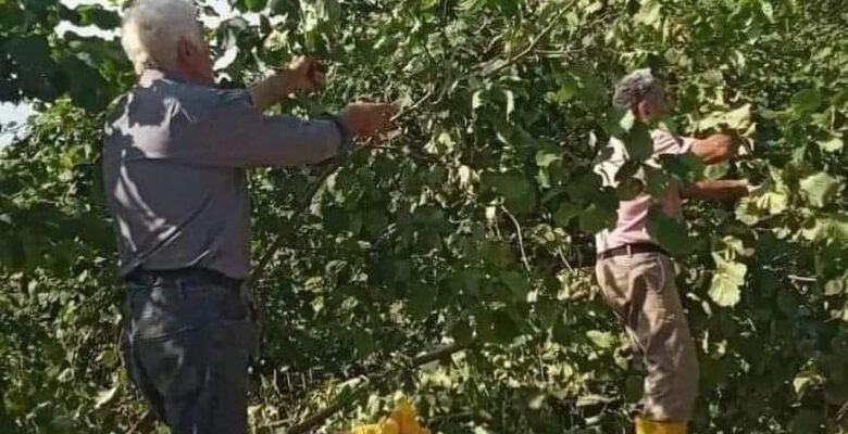ORDU’DA FINDIK HASADI BAŞLADI MI?