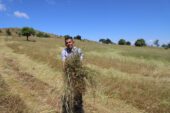 ORDU’DA 27 BİN DEKAR ATIL ARAZİ TARIMA AÇILDI