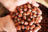 ORDU’DA 1 KG FINDIĞIN MALİYETİ HESAPLANDI