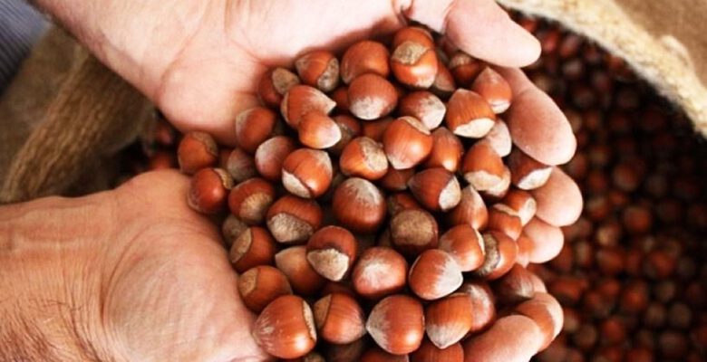 ORDU’DA 1 KG FINDIĞIN MALİYETİ HESAPLANDI