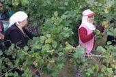 ORDU’DA FINDIK TOPLAMA TARİHLERİ AÇIKLANDI