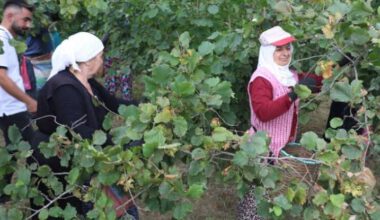 ORDU’DA FINDIK TOPLAMA TARİHLERİ AÇIKLANDI