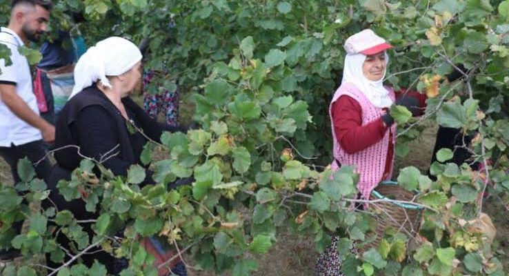 ORDU’DA FINDIK TOPLAMA TARİHLERİ AÇIKLANDI