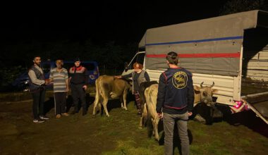 BÜYÜKBAŞ HAYVAN HIRSIZLARI YAKAYI ELE VERDİ