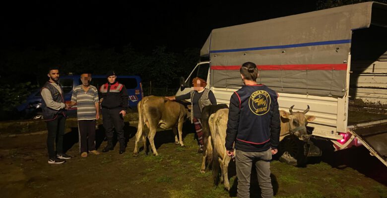 BÜYÜKBAŞ HAYVAN HIRSIZLARI YAKAYI ELE VERDİ
